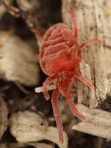 Rote Samtmilbe - Red velvet mite | L: ~4 mm Phylum: Arthropo… | Flickr