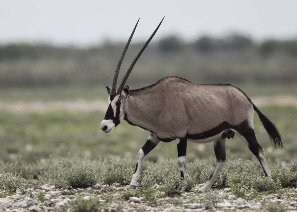 Southern Oryx (Gemsbok)