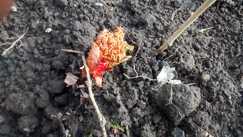 rhubarb shoots Feb 17