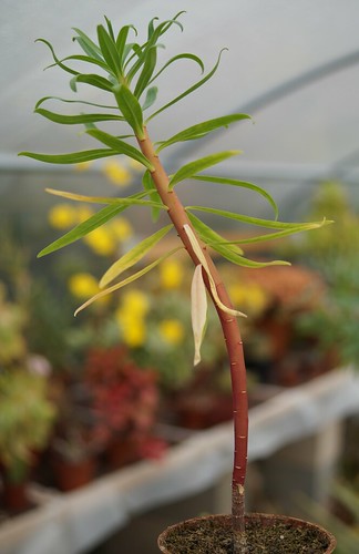 Euphorbia dendroides - euphorbe arborescente 33267118415_4b8607fc9c