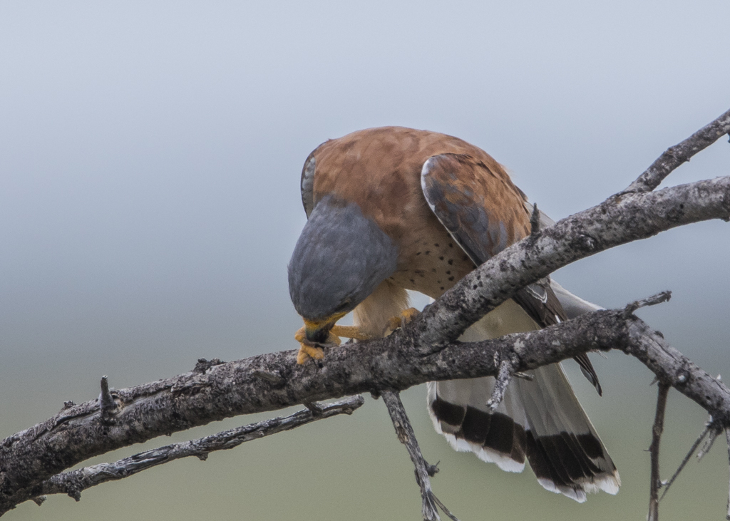 Lesser Kestrel   Falco  Naumanni