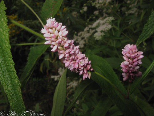 Persicaria pensylvanica (Pinkweed)