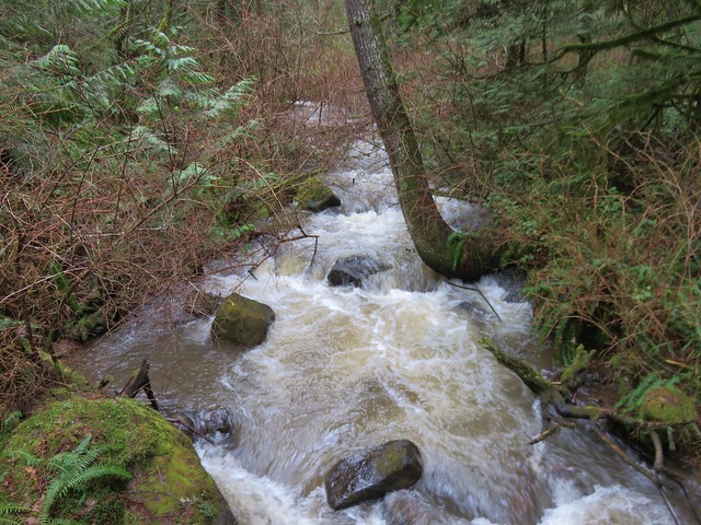 Creek along the Bells Mountain Trail
