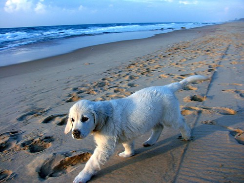 Dog friendly beaches in Tel Aviv. From Road Trip! Exploring the Best Beaches in Israel