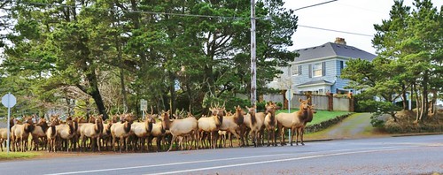 herd of elk on main street