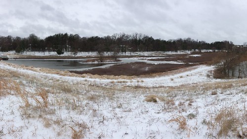 Snowy Marsh