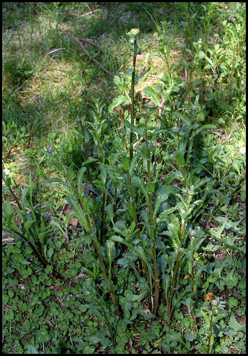 Leucanthemum vulgare - grande marguerite 33066806635_77549ccb6c