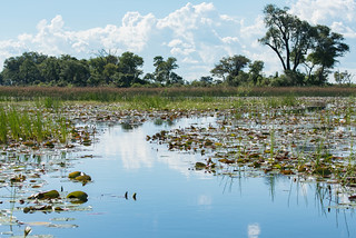 Hippo Highway im Okavango Delta