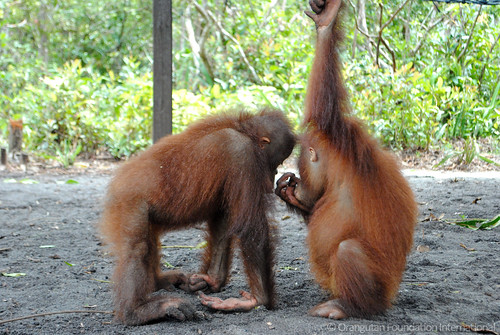 Orangutan Foundation International Jenifer & Yansi