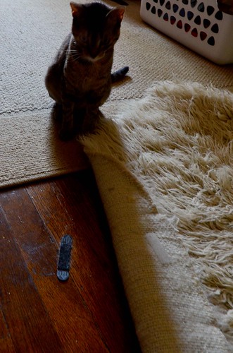 Cat-Proofing: Velcroing the rugs