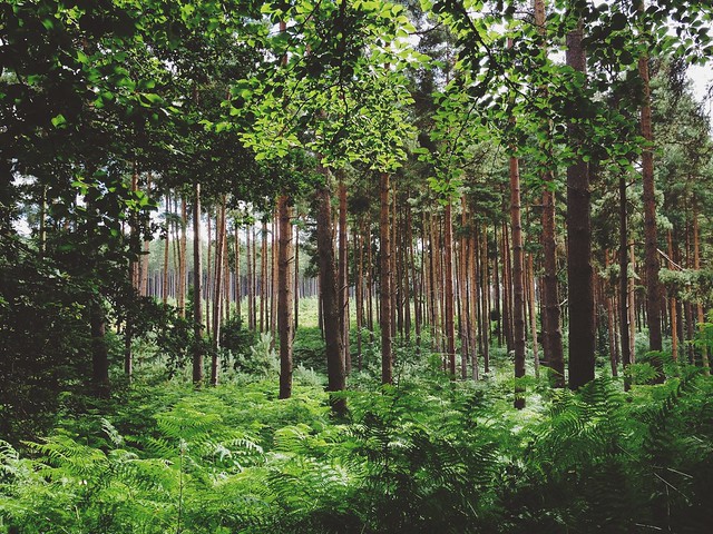 thetford forest