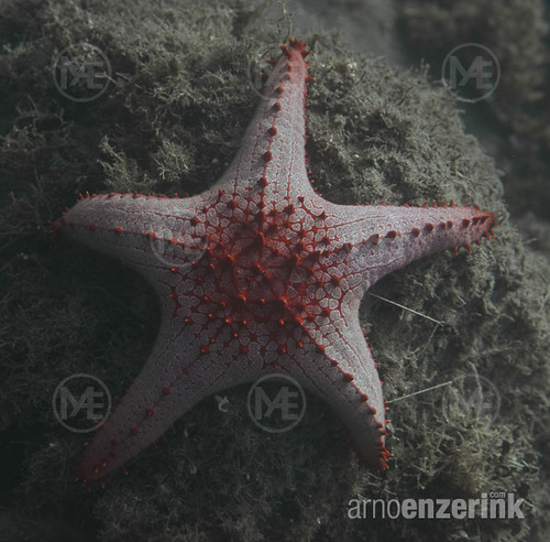 Knobbed starfish on the ocean floor