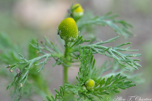 Matricaria discoides (Pineapple Weed)