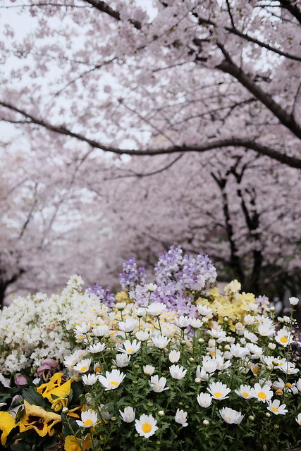 flower conbination at sakuragawa park