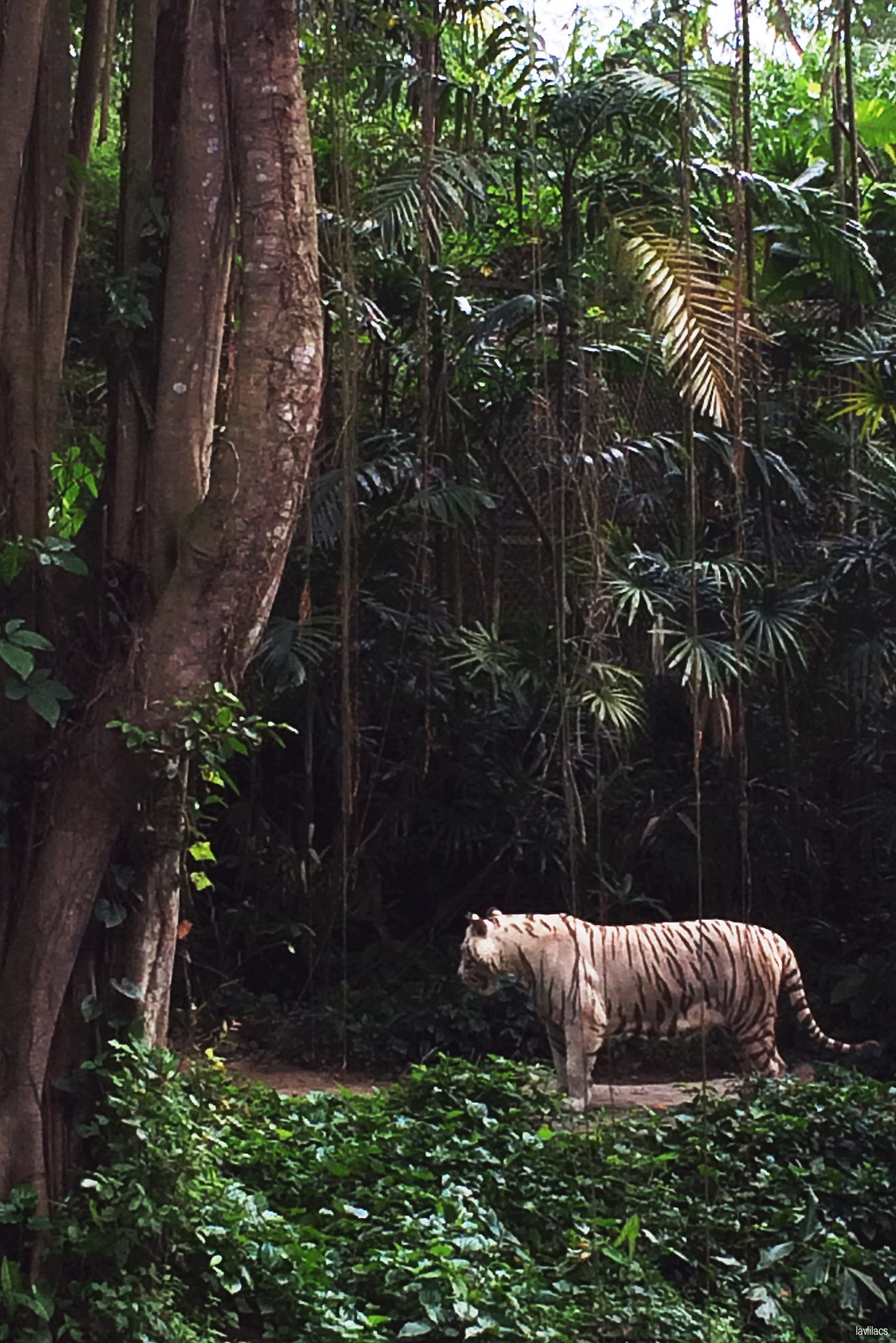 lavlilacs Singapore Zoo white tiger