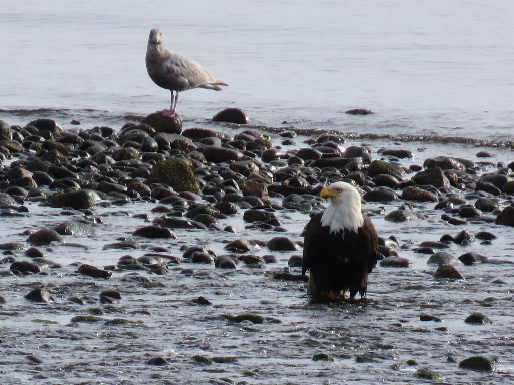 EAGLES at Point Holmes in the Comox Valley