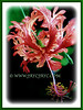 Hibiscus schizopetalus (Japanese Lantern, Japaneses Hibiscus, Fringed Rosemallow, Coral Hibiscus, Spider Hibiscus)