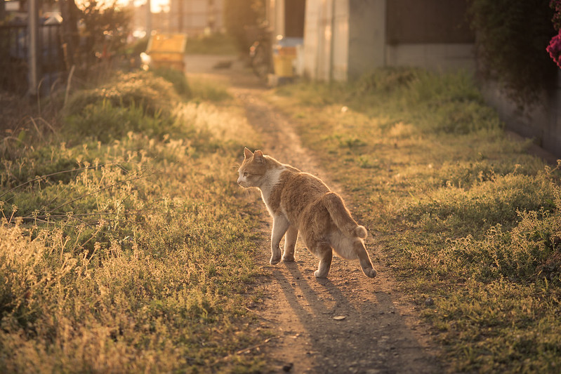 夕日を浴びながら伸びをするネコの写真3枚目