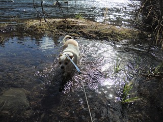 Early Spring wading