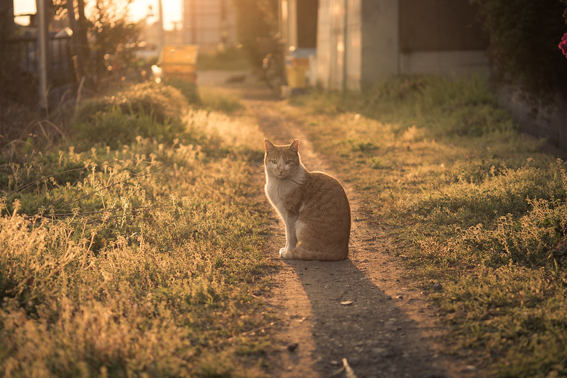 夕日を浴びてポーズを決めるネコの写真