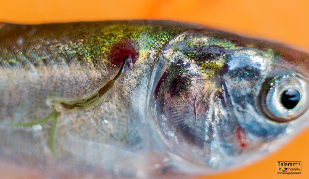 Лернеи на рыбе, фото фотография болезни рыб