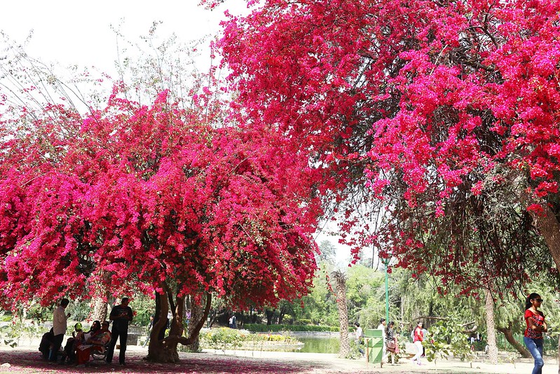 City Season - Spring Bloom of Two Bougainvillea Trees, Lodhi Garden