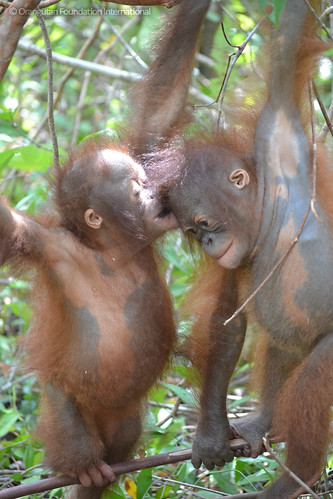 Orangutan Foundation International Rimbaraya