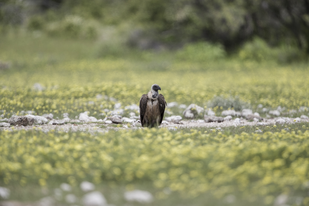 White-backed Vulture   Gyps Africanus
