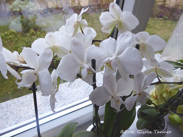 Orchideen im Haus