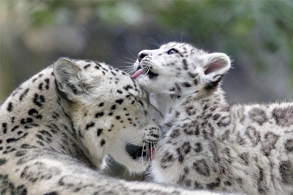 Snow-leopards,-cub-washing-mum-Kenneth-Dear-5-8-2014-133037-4