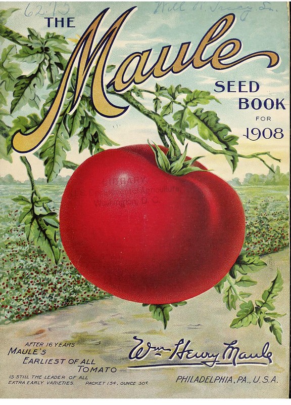 tomato 1908 The Maule seed book for 1908