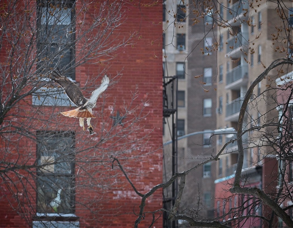 Christo flies a rat past a fake goose in a window