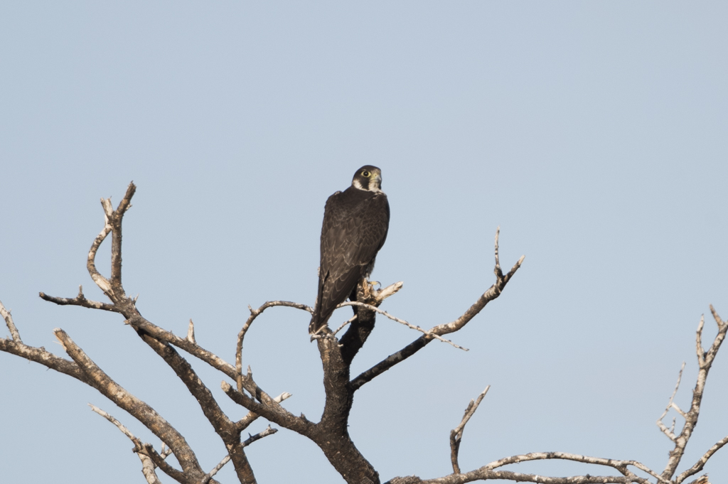 Peregrine Falcon   Falco Peregrinus