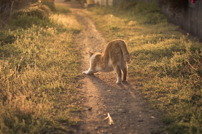 夕日を浴びながら伸びをするネコの写真