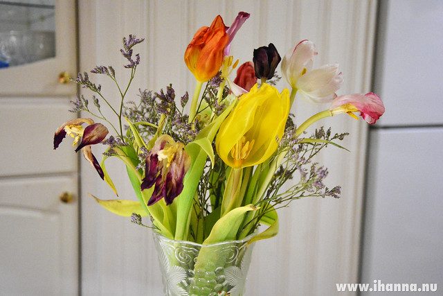Wittered tulips on display by iHanna