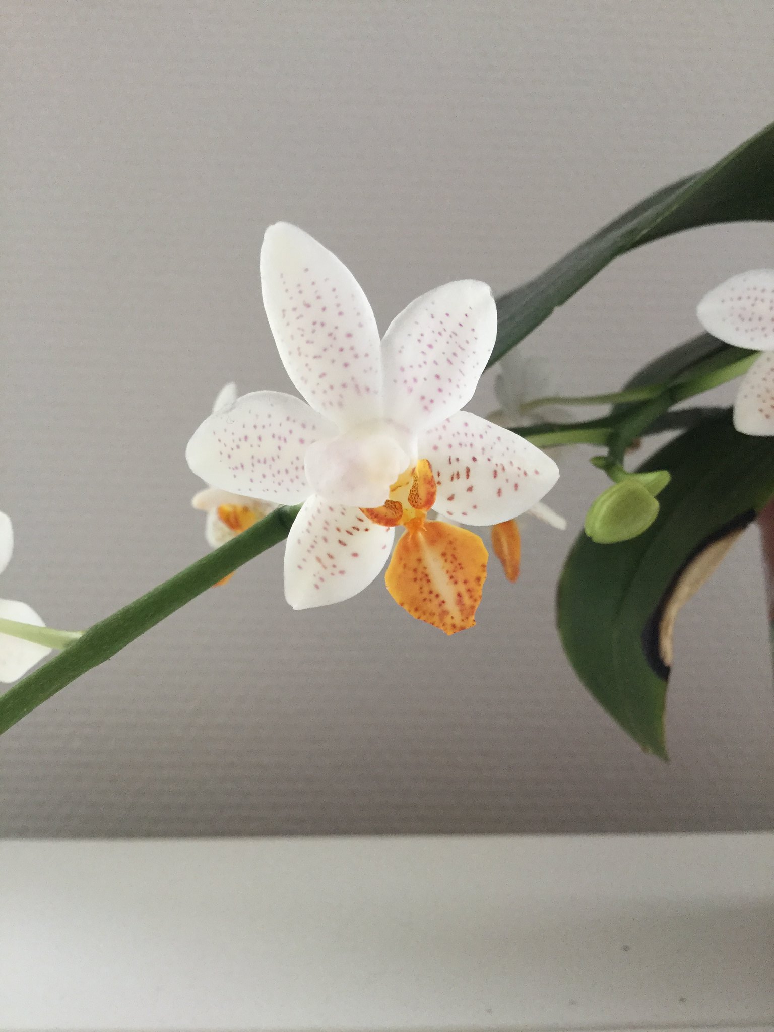 Phalaenopsis Mini Mark 33399249322_e31a8ad7a0_k