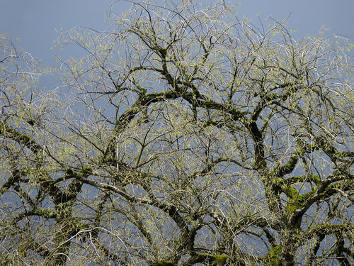 First spring leaves appearing on the branches of a large tree in Portland, Oregon