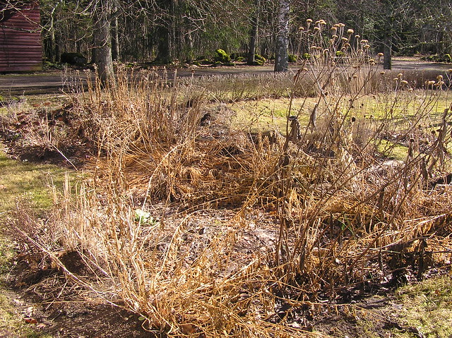 Perennials Bed in March