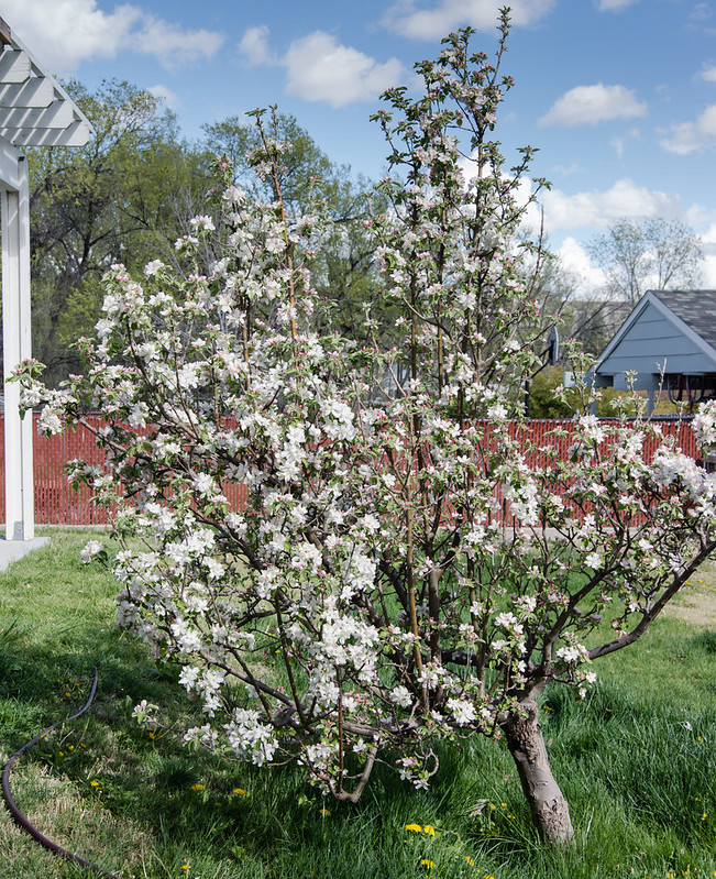 Apple Tree in Full Bloom