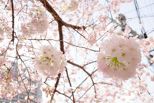 cherry blossoms at street