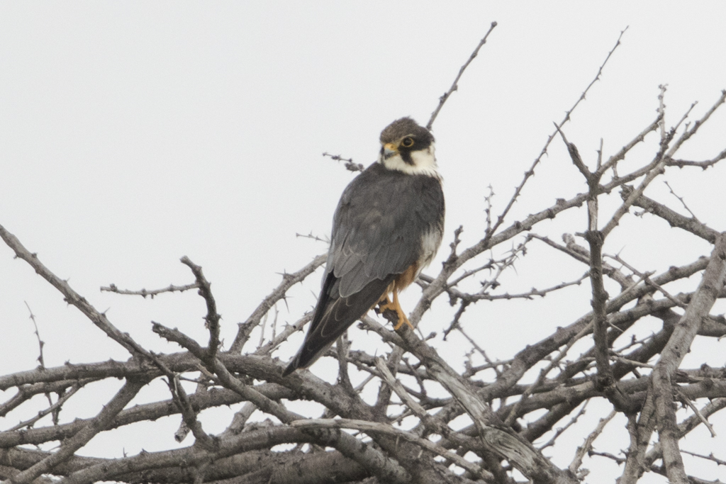 Eurasian Hobby  Falco Subbuteo
