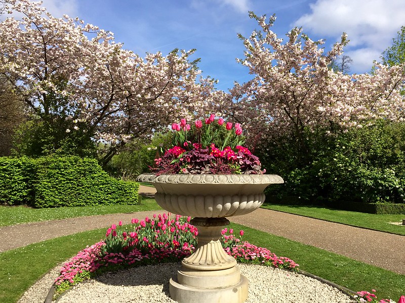 Regent's Park cherry blossom 2017