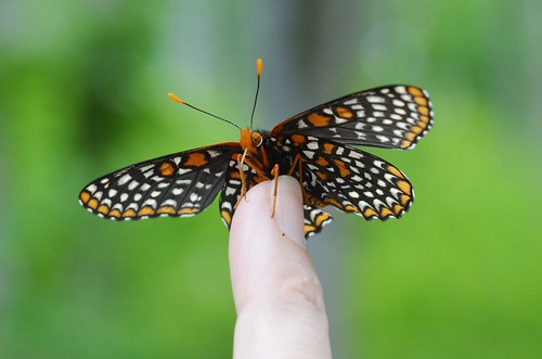 Baltimore Checkerspot butterfly