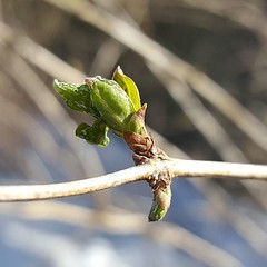 Snow on the ground, new leaves on the shrubs. #signsofspring