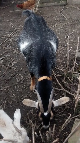 pregnant goat Mar 17 (1)