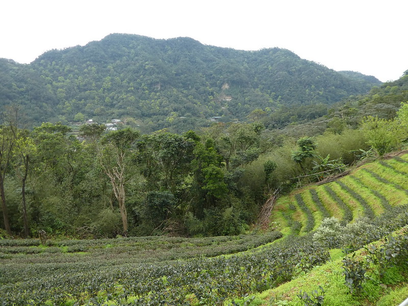 Tea growing on hillsides at Maokong, Taipei