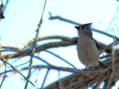 Tufted Titmouse 20170306
