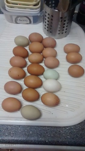 eggs Mar 17 1