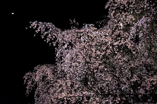Rikugien weeping cherry blossoms 13RAW developed