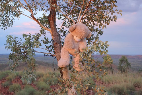 Bear In The Tree